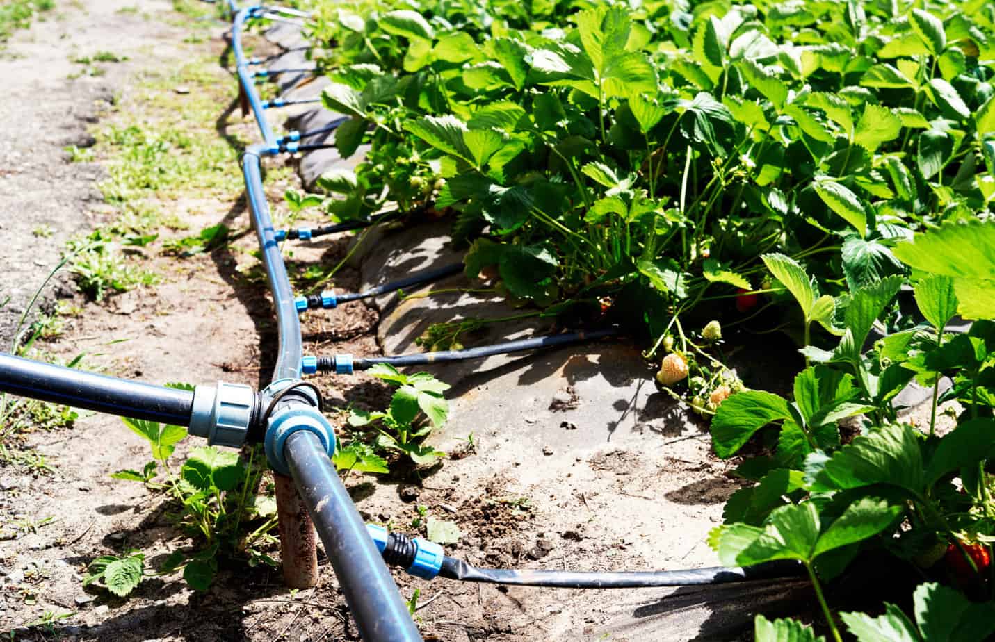 Smart Agricultural Irrigation Helps Conserve One of Our Most Precious