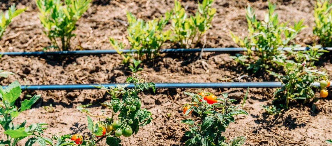 Efficient Irrigation Strategies to Prevent Soil and Nutrient Loss